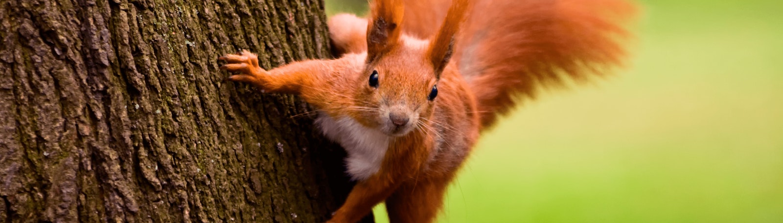 Image of Super Squirrels