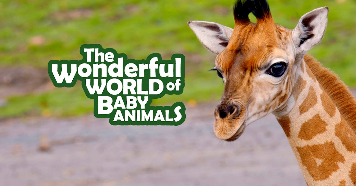 the wonderful world of baby animals