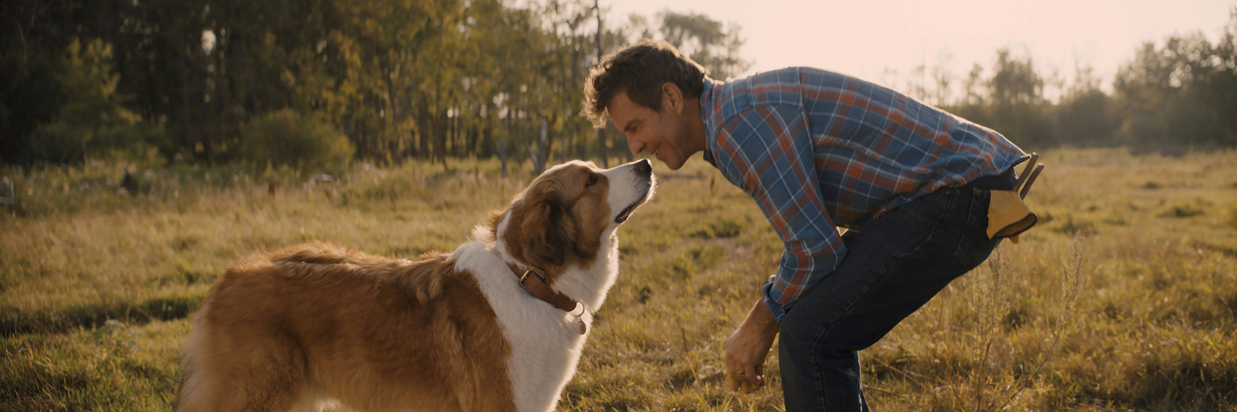 Watch A Dog s Journey Movie TVNZ