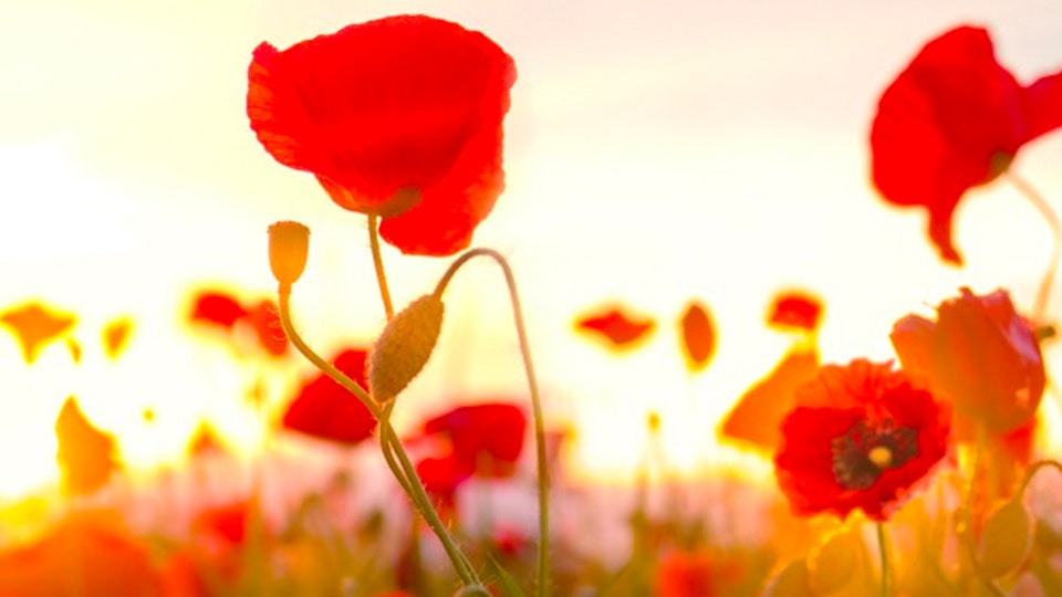 Watch Anzac Day 2021 Episodes Tvnz Ondemand